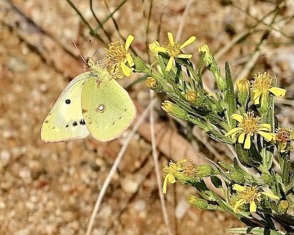 clouded yellow helice